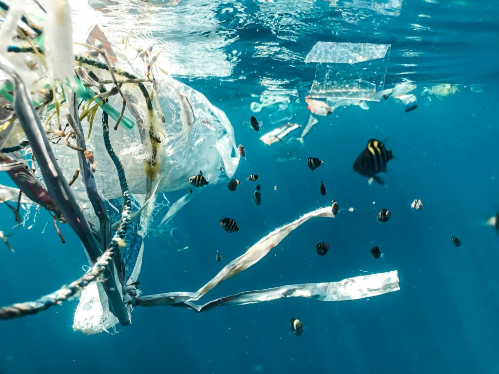 Plastic pollution and juvenile fishes in Indonesian waters. Photo by Naja Bertolt Jensen on Unsplash